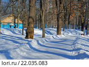 Пешеходная дорожка и деревья в парке имени Льва Толстого в Химках в зимний день (2016 год). Стоковое фото, фотограф Александр Замараев / Фотобанк Лори