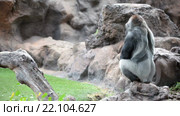 Самец серебристой западной равнинной гориллы гуляет по скале. The Loro Parkue in Puerto de la Cruz, Tenerife, Canary, Spain. Стоковое видео, видеограф Кекяляйнен Андрей / Фотобанк Лори