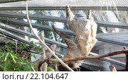 Двупалый ленивец Linnaeus Sloth висит в клетке. The Loro Parkue in Puerto de la Cruz, Tenerife, Canary, Spain. Стоковое видео, видеограф Кекяляйнен Андрей / Фотобанк Лори