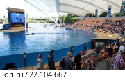 Начало представления шоу касаток (Orca show). Зрители рассаживаются на трибуны. Зоопарк Лоро (Loro Park). Пуэрто де ла Круз (Puerto de la Cruz), Тенерифе, Канарские острова, Испания (2016 год). Редакционное видео, видеограф Кекяляйнен Андрей / Фотобанк Лори