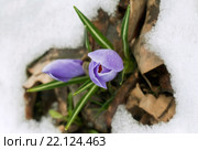 Крокус в снегу. Стоковое фото, фотограф Надежда Болотина / Фотобанк Лори