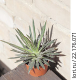 Агава нитеносная (Agave filifera) Стоковое фото, фотограф Светлана Зотеева / Фотобанк Лори