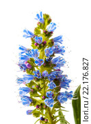 Echium callithyrsum, огуречник аптечный. Стоковое фото, фотограф Tamara Kulikova / Фотобанк Лори