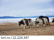 Монгольские сарлыки (яки) Стоковое фото, фотограф Виктор Никитин / Фотобанк Лори