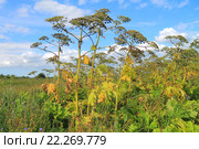 Борщевик (Heracleum) с семенами на поле в солнечный день. Стоковое фото, фотограф Михаил Рудницкий / Фотобанк Лори