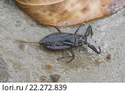 Водяной скорпион (Nepa cinerea) Стоковое фото, фотограф Красилов Игорь / Фотобанк Лори