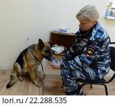Полицейский кинолог проводит одорологическое исследование с помощью служебной собаки (2014 год). Редакционное фото, фотограф Free Wind / Фотобанк Лори