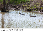 Чирок-трескунок. Garganey (Anas querquedula). Стоковое фото, фотограф Василий Вишневский / Фотобанк Лори