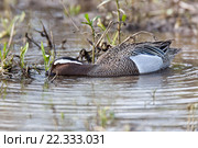 Чирок-трескунок. Garganey (Anas querquedula). Стоковое фото, фотограф Василий Вишневский / Фотобанк Лори