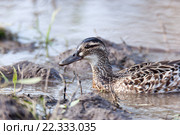 Чирок-трескунок. Garganey (Anas querquedula). Стоковое фото, фотограф Василий Вишневский / Фотобанк Лори