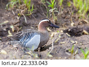 Чирок-трескунок. Garganey (Anas querquedula). Стоковое фото, фотограф Василий Вишневский / Фотобанк Лори