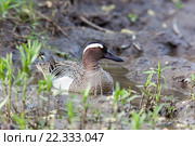 Чирок-трескунок. Garganey (Anas querquedula). Стоковое фото, фотограф Василий Вишневский / Фотобанк Лори