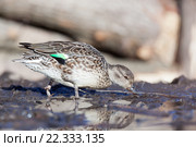 Чирок-свистунок. Common Teal (Anas crecca) Стоковое фото, фотограф Василий Вишневский / Фотобанк Лори