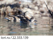 Чирок-свистунок. Common Teal (Anas crecca) Стоковое фото, фотограф Василий Вишневский / Фотобанк Лори