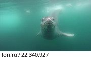 Морской котик под водой. Стоковое видео, видеограф Vladimir / Фотобанк Лори