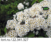 Цветущая Спирея серая и насекомые. Grefsheim (Spiraea cinerea Zabel) Стоковое фото, фотограф Валентина Качалова / Фотобанк Лори