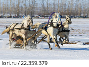 Русская тройка серых лошадей мчится по снегу. Коренник орловский рысак жеребец Заряд. Алтайский край, село Новотырышкино,  курорт Белокуриха - ипподром«Алтай» (2016 год). Редакционное фото, фотограф Григорий Писоцкий / Фотобанк Лори
