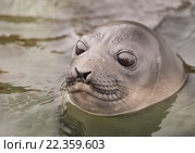 Детеныш морского слона. Стоковое фото, фотограф Vladimir / Фотобанк Лори