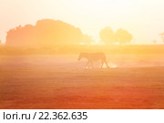 Одна Зебра гуляет на закате, Амбосели, Африка. Стоковое фото, фотограф Сергей Новиков / Фотобанк Лори