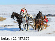 Русская тройка орловской породы. Коренник серый жеребец Кокур, орловская рысистая порода. Алтайский край, село Новотырышкино, курорт Белокуриха (2016 год). Редакционное фото, фотограф Григорий Писоцкий / Фотобанк Лори