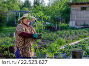 Женщина на даче готовит рассаду помидоров для посадки в грунт. Стоковое фото, фотограф Павел Резниченко / Фотобанк Лори