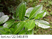 Лавровишня лекарственная (Laurocerasus officinalis M. Roem.), ветка с листьями с каплями дождя. Стоковое фото, фотограф Ирина Борсученко / Фотобанк Лори