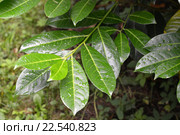 Лавровишня лекарственная (Laurocerasus officinalis M. Roem.), ветка с листьями с каплями дождя. Стоковое фото, фотограф Ирина Борсученко / Фотобанк Лори