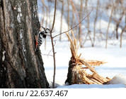 Дятел сидит на берёзе. Стоковое фото, фотограф Марина Орлова / Фотобанк Лори