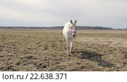 Белая лошадь. Стоковое видео, видеограф Артур Резник / Фотобанк Лори