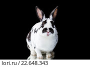Пятнистый декоративный кролик на черном фоне. Стоковое фото, фотограф Наталья Ляйс / Фотобанк Лори