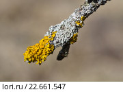 Ксантория настенная (лат. Xanthoria parietina). Лишайник семейства Телосхистовые на ветке дерева. Стоковое фото, фотограф Елена Коромыслова / Фотобанк Лори