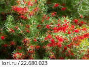 grevillea olivacea thelemannia flowers. Стоковое фото, фотограф Яков Филимонов / Фотобанк Лори