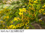 acacia truncata blossom. Стоковое фото, фотограф Яков Филимонов / Фотобанк Лори