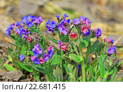 Медуница мягчайшая  ( Pulmonaria mollis ). Общий вид цветущего куста. Лекарственные растения Сибири. Стоковое фото, фотограф Евгений Мухортов / Фотобанк Лори