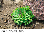 Камнеломка. Молодило кровельное (Sempervivum tectorum ) Стоковое фото, фотограф Зобков Юрий / Фотобанк Лори