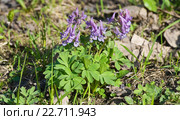 Цветущая хохлатка плотная (Corydalis solida) Стоковое фото, фотограф Алёшина Оксана / Фотобанк Лори
