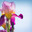 flowers of lilac iris. Стоковое фото, фотограф Типляшина Евгения / Фотобанк Лори