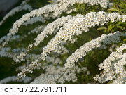 Цветущие ветки, фокус на переднем плане. Спирея серая Grefsheim (Spiraea cinerea Zabel) Стоковое фото, фотограф Svet / Фотобанк Лори