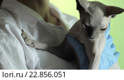 Ветеринар держит на руках кошку Сфинкса. Стоковое видео, видеограф Video Kot / Фотобанк Лори