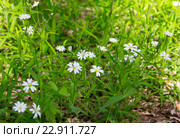 Звездчатка лесная. Stellaria holost. Стоковое фото, фотограф Дудакова / Фотобанк Лори