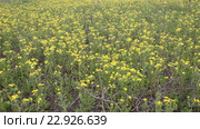Крестовник весенний (Senecio vernalis Waldst) на поле. Стоковое видео, видеограф Олег Хархан / Фотобанк Лори