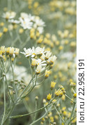 Пижма, Tanacetum ptarmiciflorum. Эндемическая флора Гран Канарии. Стоковое фото, фотограф Tamara Kulikova / Фотобанк Лори