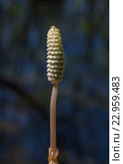 Хвощ лесной ( Equisetum sylvaticum ). Спороносный побег крупным планом - Стробил  (лат. Strobilus ) Стоковое фото, фотограф Евгений Мухортов / Фотобанк Лори