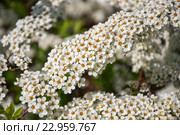 Цветущая Спирея серая Grefsheim (Spiraea cinerea Zabel) Стоковое фото, фотограф Ирина Гришанова / Фотобанк Лори