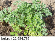Молодые листья полыни лимонной (лат. Artemisia abrotanum) Стоковое фото, фотограф Елена Коромыслова / Фотобанк Лори