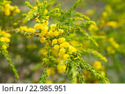 acacia truncata blossom. Стоковое фото, фотограф Яков Филимонов / Фотобанк Лори