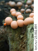 Миксомицет Lycogala epidendrum на старом пне. Стоковое фото, фотограф Александр Курлович / Фотобанк Лори