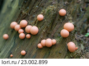 Миксомицет Lycogala epidendrum на старом пне. Стоковое фото, фотограф Александр Курлович / Фотобанк Лори