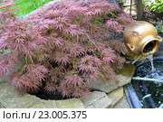 Клен дланевидный "Bloodgood" (Acer palmatum (Thunb.) Thunb.) растет около  садового фонтана. Стоковое фото, фотограф Ирина Борсученко / Фотобанк Лори