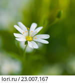 Цветок звездчатки лесной, или дубравной (лат. Stellaria nemorum) Крупный план. Стоковое фото, фотограф Игорь Низов / Фотобанк Лори